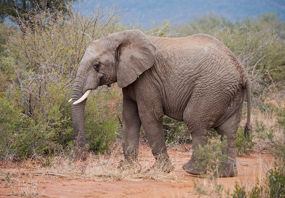 Madikwe Game Reserve Elephant Browsing 3